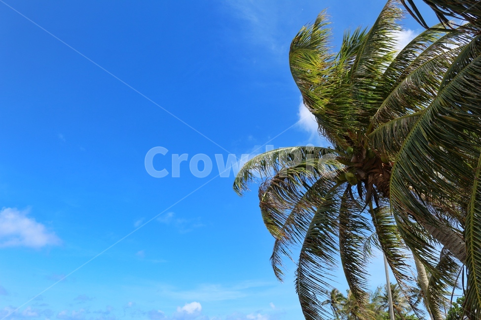 자연,풍경,하늘,야자수,하늘색,자연,풍경,nature,landscape,식물,plants,나무,trees,wood,summer,여름,palm tree,tree,plant