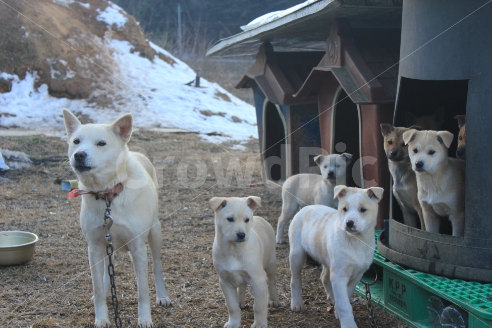 개,강아지,똥개,가족,시선,시무룩,family,dog,dogs,puppy,집,시골,엄마,아이들,baby,mom,동물,animal,개,강아지,dog,doggy,포유류,mammal