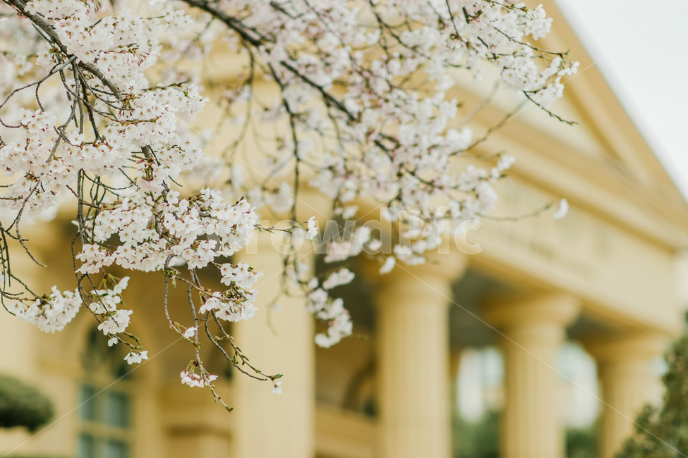 벚꽃,봄,평화,캠퍼스,나뭇가지,꽃,봄,계절,spring,season,식물,자연,plants,nature,꽃,flower