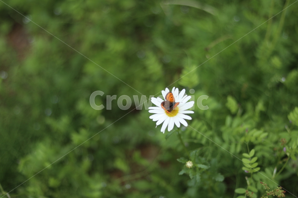 샤스타데이지,꽃,나비,봄,흰색꽃,초록,식물,자연,plants,nature,꽃,flower,동물,animal,곤충,벌레,insect,bug