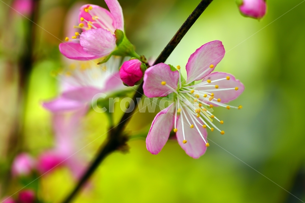 한국자연,꽃,꽃사진,플라워,flower,봄,봄꽃,spring,식물,plants,자연,nature,풍경,landscape,계절,season,snap,스냅,접사,macro,closeup,클로즈업,감성사진,감성,힐링,healing,느낌,feel,feeling,꽃밭,화단,나무,나뭇가지,tree,꽃봉오리,장미과,이스라지,이스라지꽃,5월,May,이스라지나무,식물,자연,plants,nature,꽃,flower