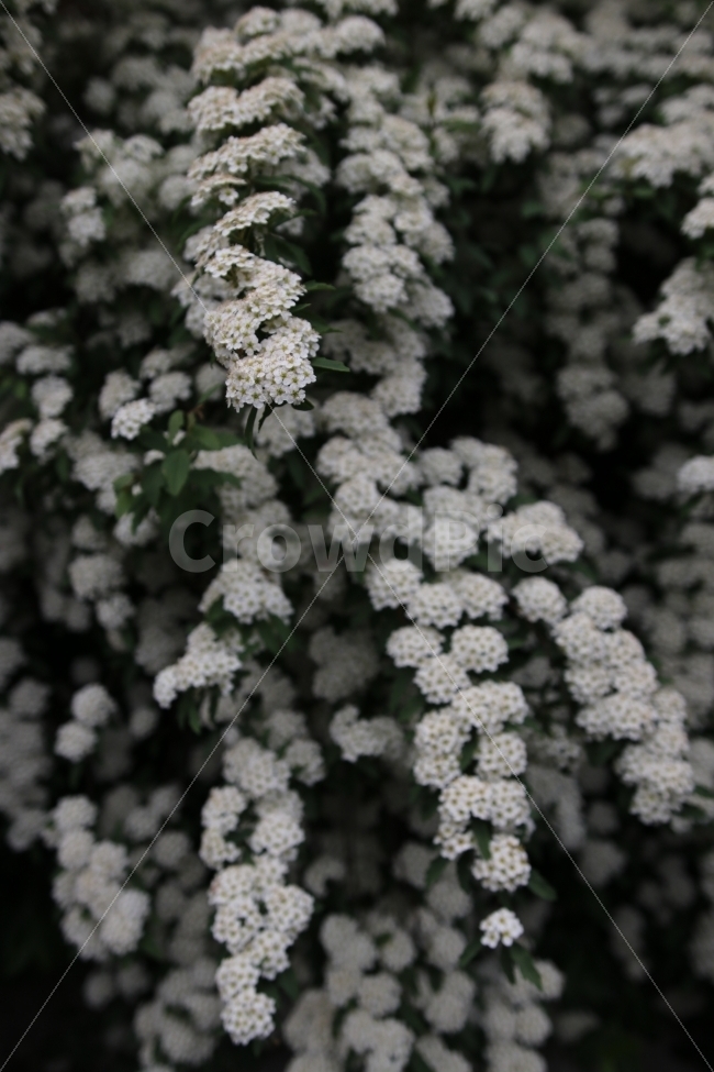 꽃사진,꽃,흰꽃,봄꽃,flower,봄,계절,spring,season,식물,자연,plants,nature,꽃,flower,plant