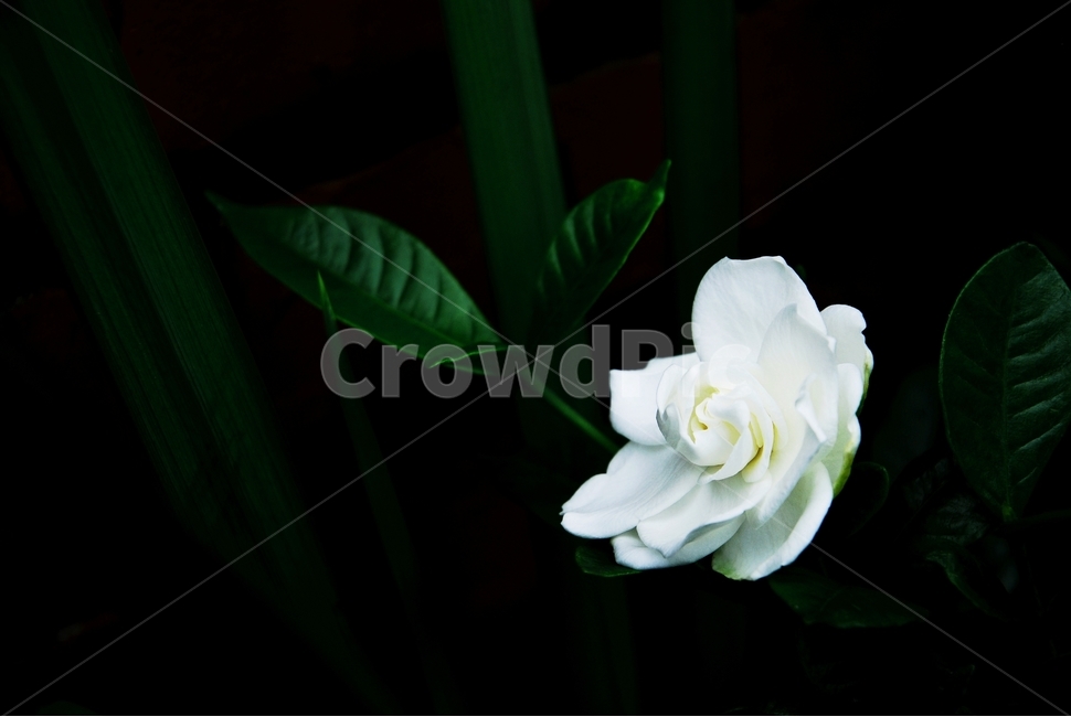 식물,꽃,flower,치비꽃,하얀꽃,식물,자연,plants,nature,꽃,flower