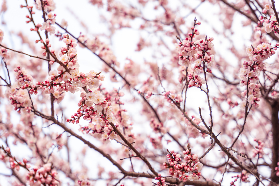 plant,식물,flower,blossom,꽃,cherryblossom,벚꽃,살구꽃,봄