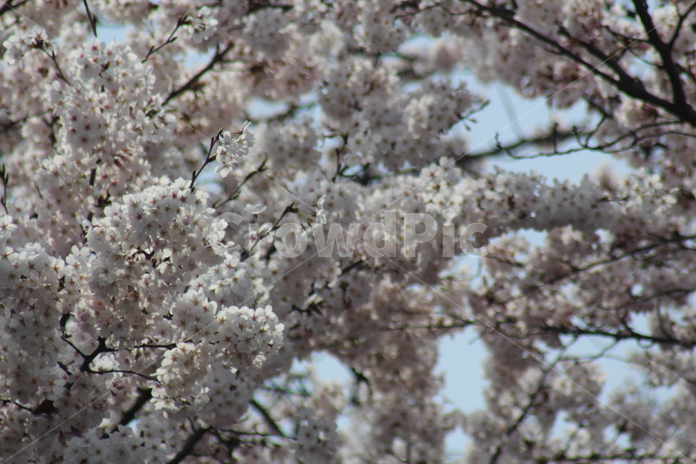 4월,봄,벚꽃,오후,나무,식물,자연,plants,nature,꽃,flower
