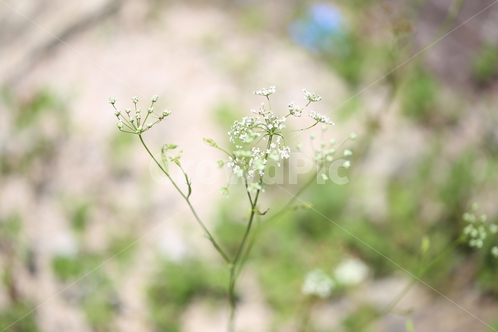 꽃,야생화,들꽃,야생,생태,식물,자연,풍경,식물,자연,plants,nature,꽃,flower