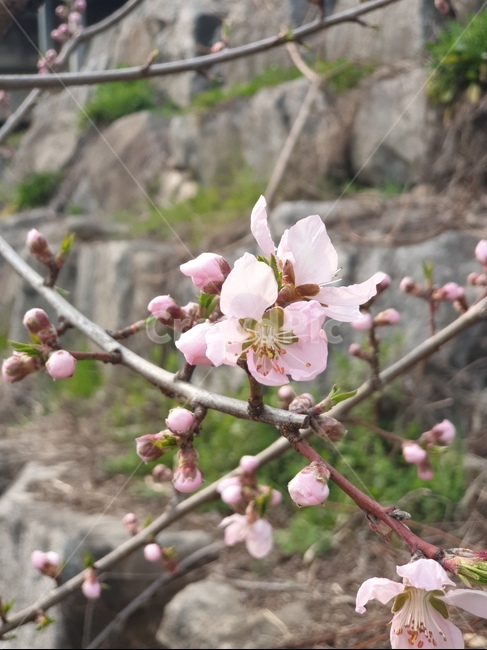 벚꽃,꽃,cherryblossom,식물,plant,핑크색,나무,가지