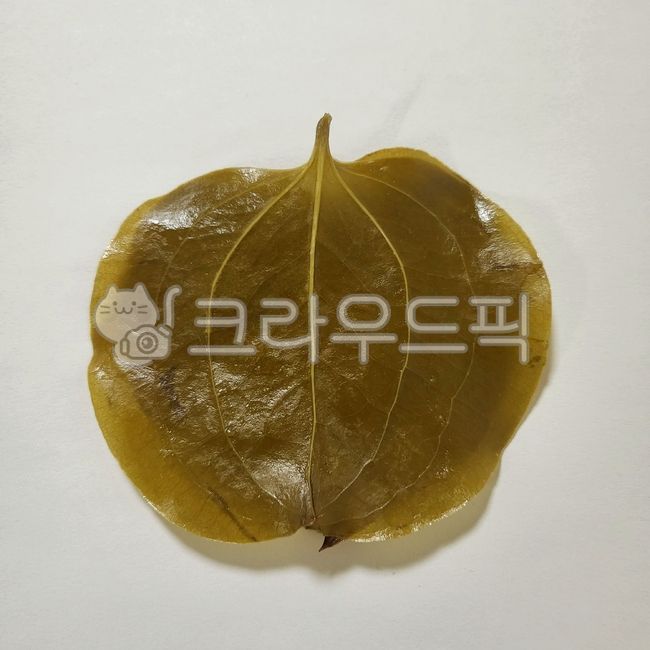 green leaves,The back,Manga tree leaves,Miraculous leaves,manga leaf,leaf