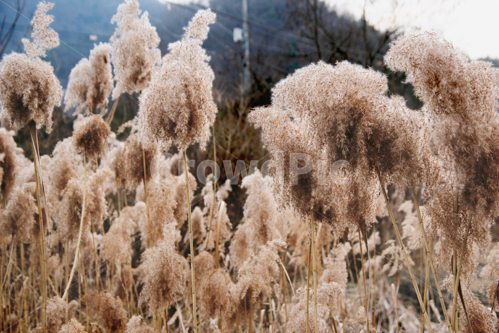 갈대,억새,식물,자연,풍경,가을,계절,plant,reed,nature,자연,풍경,nature,landscape,grass,잔디,lawn