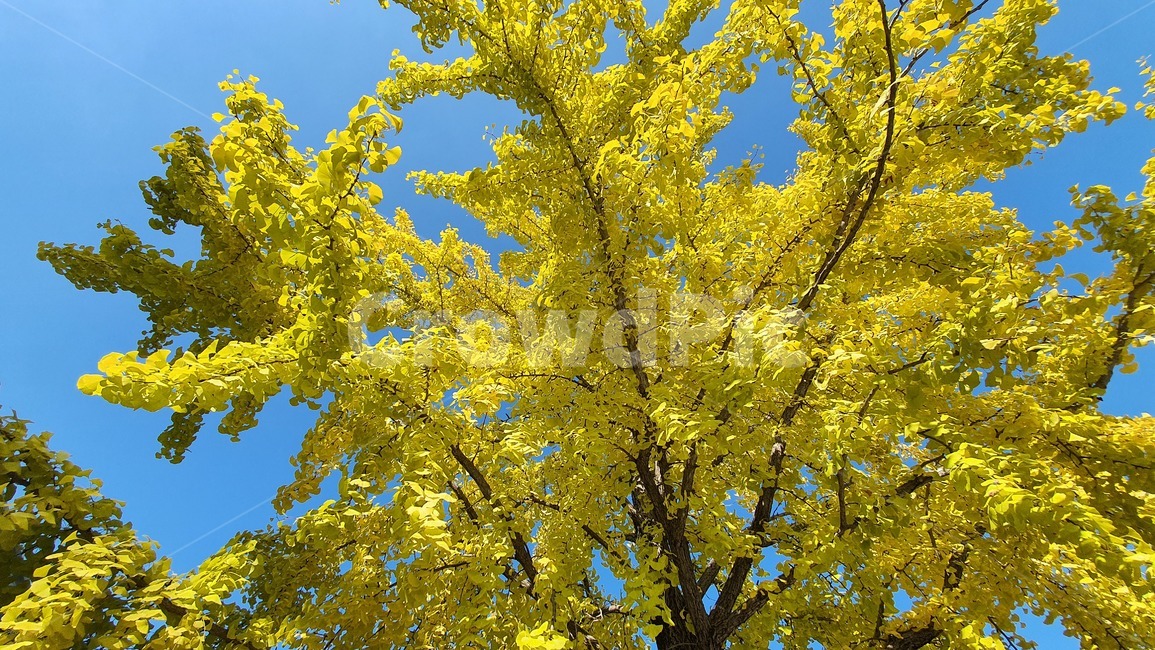노란나무,노란,나뭇잎,나무,가을,하늘아래나무,tree,이쁜나무,파란하늘,가을,계절,fall,autumn,season,plant,식물