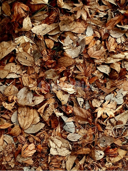 낙엽,가을,땅,ground,나뭇잎