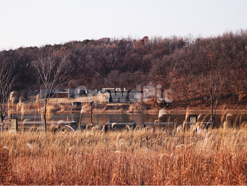 nature,자연,outdoors,옥외,grass,잔디,plant,식물,갈대,공원,호수