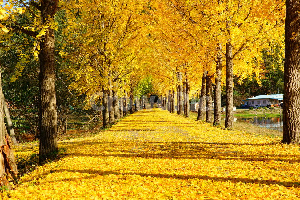 문광지,은행나무,가을,단풍,풍경,가을,계절,fall,autumn,season,자연,풍경,nature,landscape,tree,나무,plant,식물,maple
