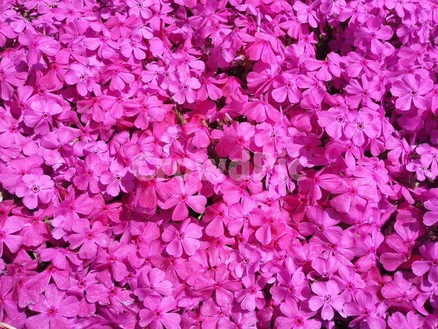 꽃잔디,지면패랭이,mossphlox,분홍,pink,배경화면,봄,화사한,beautiful,gorgeous,blossom,꽃,plant,식물,petal,꽃잎,flower