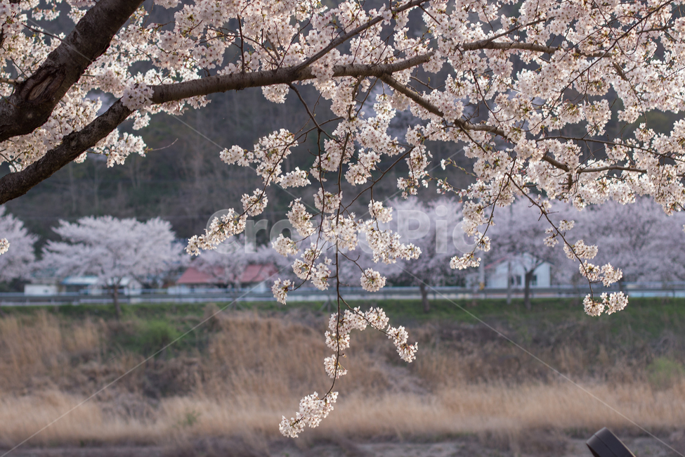 벚꽃,벚꽃놀이,풍경,봄,봄꽃,봄풍경,한국풍경,자연,봄,계절,spring,season,식물,자연,plants,nature,꽃,flower,plant,blossom