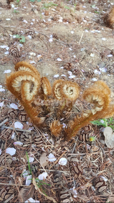 자연,식물,황토색,신기한,털복숭이,식물,자연,plants,nature