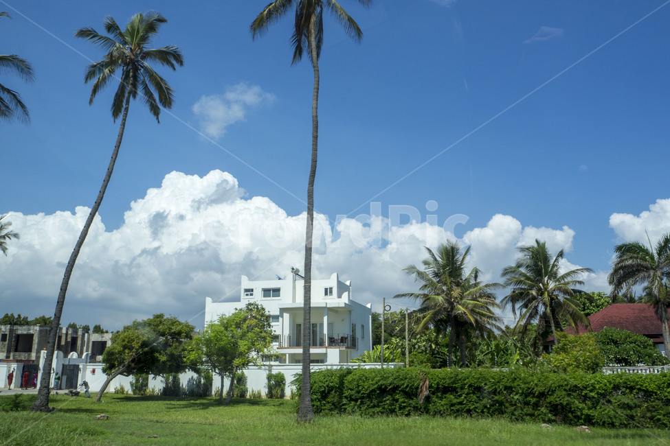 탄자니아,tanzania,아프리카,africa,다르에스살람,daressalaam,구름,하늘,sky,cloud,야자수,나무,trees,자연,풍경,nature,landscape,해외,외국,세계,foreign,oversea,world,세계자연풍경,해외자연풍경,외국자연풍경,world nature landscape,summer,여름,grass,잔디,plant,식물,outdoors,옥외