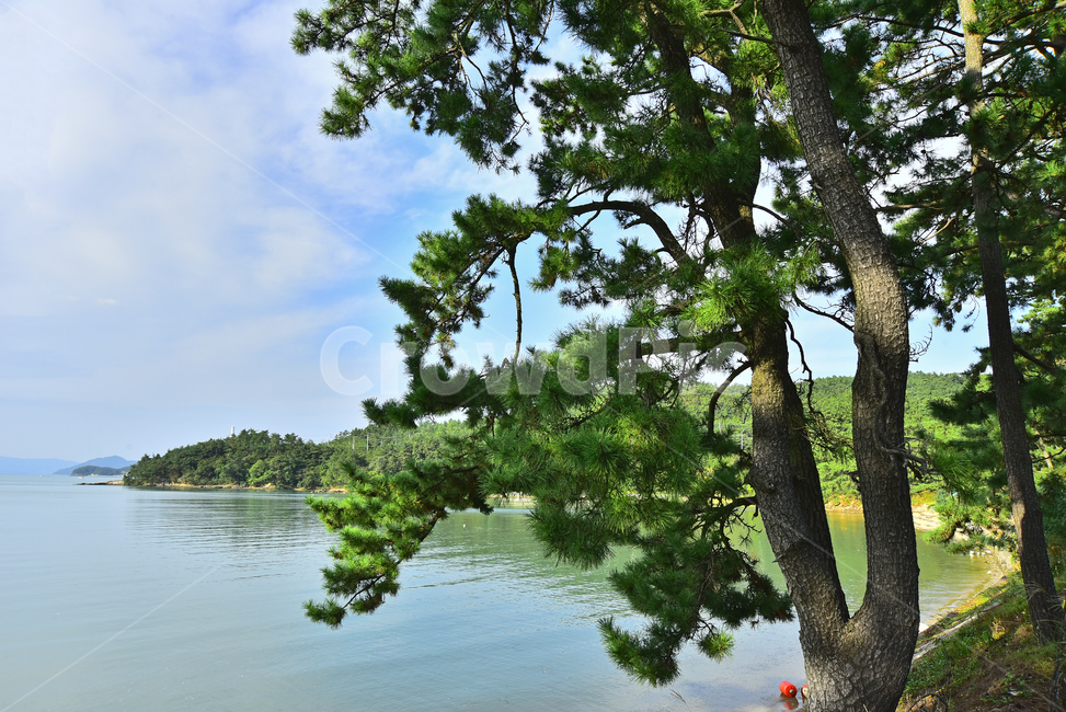 바닷가길,소록도,해안산책로,바다,물,소나무,해송,숲,섬,나무,tree,seaside,beach,coast,남해안,다도해,theseaside,theseashore,pinetree,road,풍경,배경,한국자연경관,바닷가풍경,가로수,백그라운드,background,한적한,힐링,healing,칩엽수,자연,풍경,nature,landscape,plant,식물,tree trunk,나무 줄기