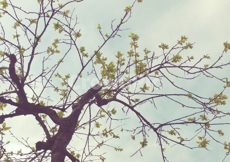 새순,나무,하늘,아침,식물,식물,자연,plants,nature,나무,trees,wood
