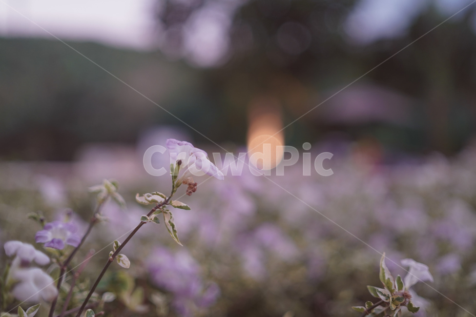 꽃,하얀꽃,여름,가을꽃,여름꽃,하얀색,길가,계절,초록색,초록잎,plants,자연,감성,flowers,flower,식물,season,summer