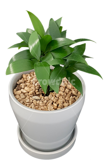 화분,화초,화분누끼,회색화분,식물,자연,실내용화초,화분,화초,house plant,누끼,remove background