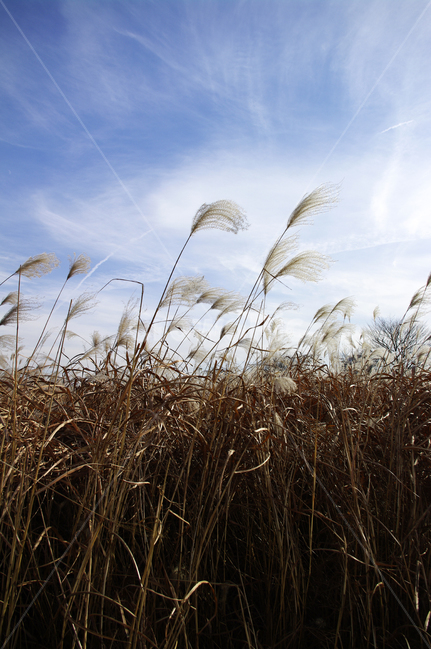 억새,자연,nature,식물,plant,하늘,구름,자연,풍경,nature,landscape,식물,plants,grass,잔디,lawn,reed,갈대