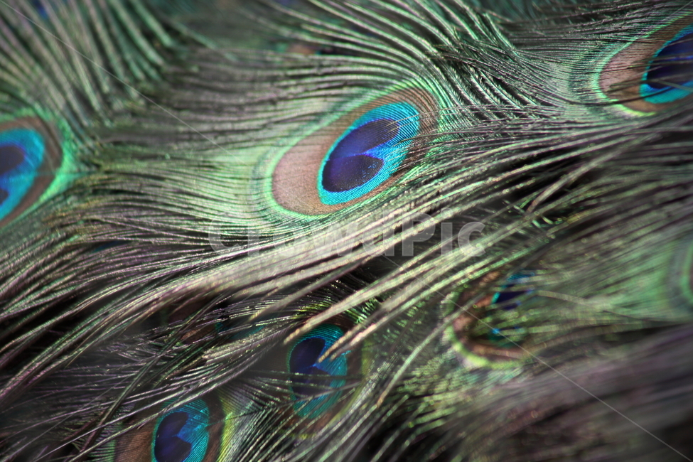 공작,깃털,공작새,feather,peacock