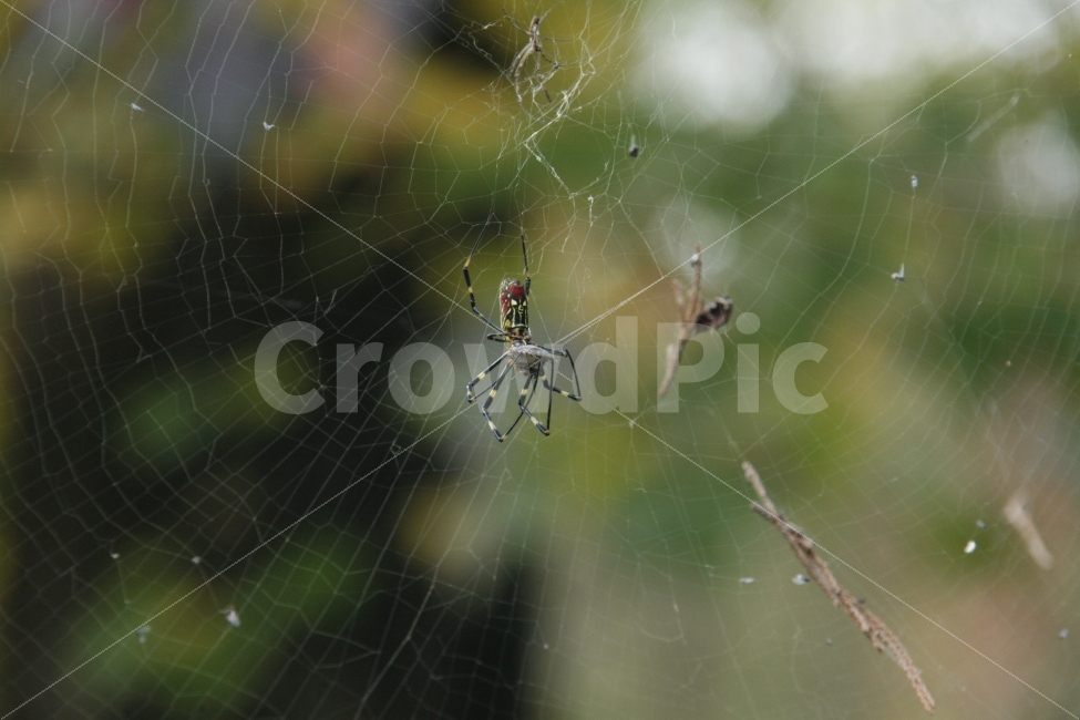 거미,거미줄,자연,다각류,동물,spider,벌레,동물,animal,곤충,벌레,insect,bug