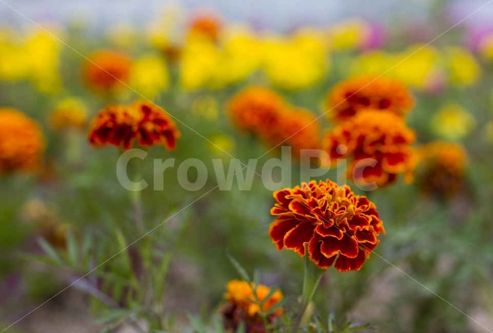 꽃,꽃밭,카네이션,주황색,아웃포커싱,식물,자연,plants,nature,꽃,flower