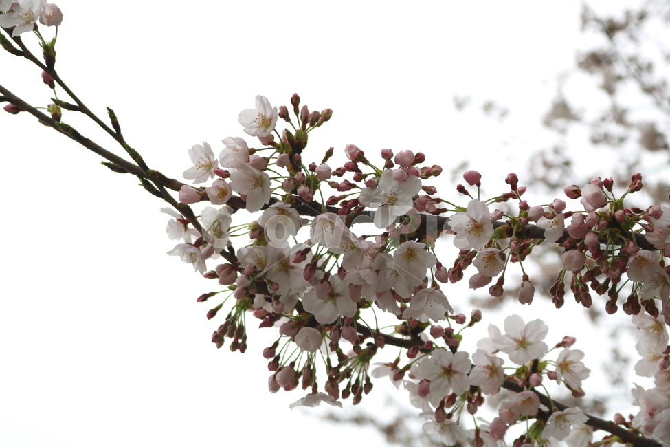벚꽃,벚나무,벚꽃나무,나무,식물,꽃,장미과,봄,자연,봄,계절,spring,season,식물,자연,plants,nature,꽃,flower,plant,blossom