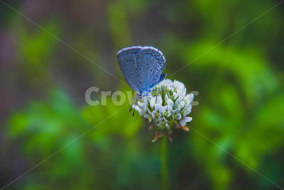 나비,자연,꽃,토끼풍,nature,insect,butterfly,식물,자연,plants,nature,꽃,flower,곤충,벌레,insect,bug