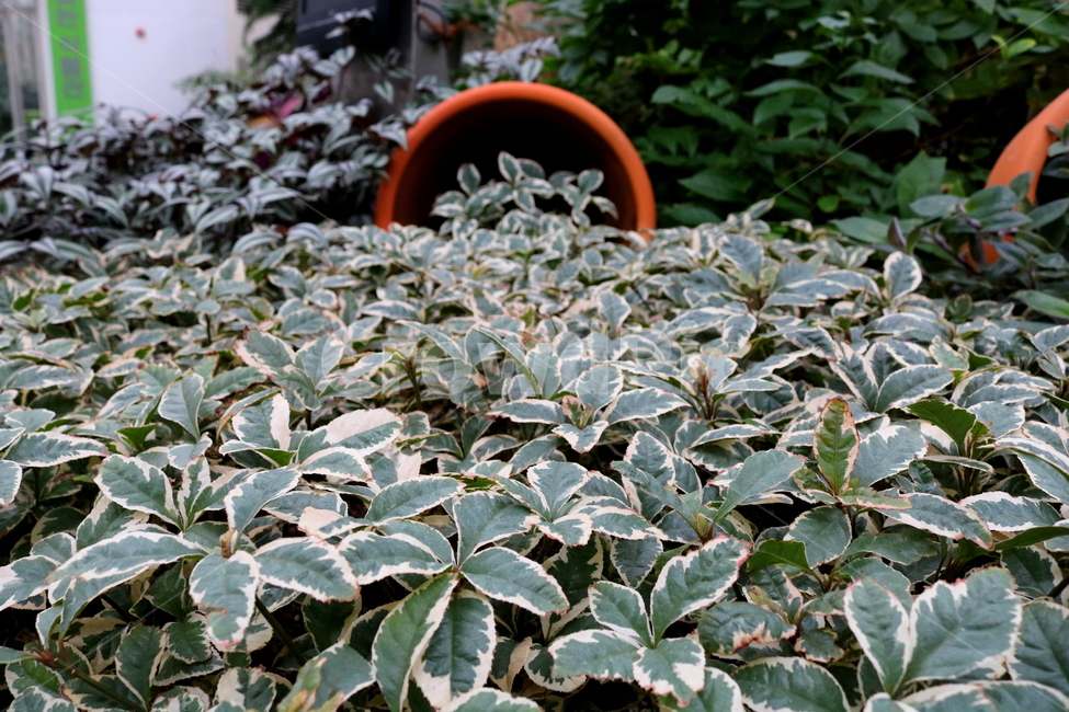 예루살렘체리,체리,나무,식물,고추나무과,자연,식물원,식물,자연,plants,nature