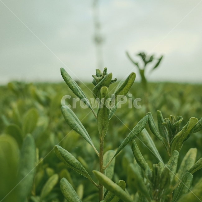 자연,풍경,식물,리코gr2,여행,힐링,식물,자연,plants,nature