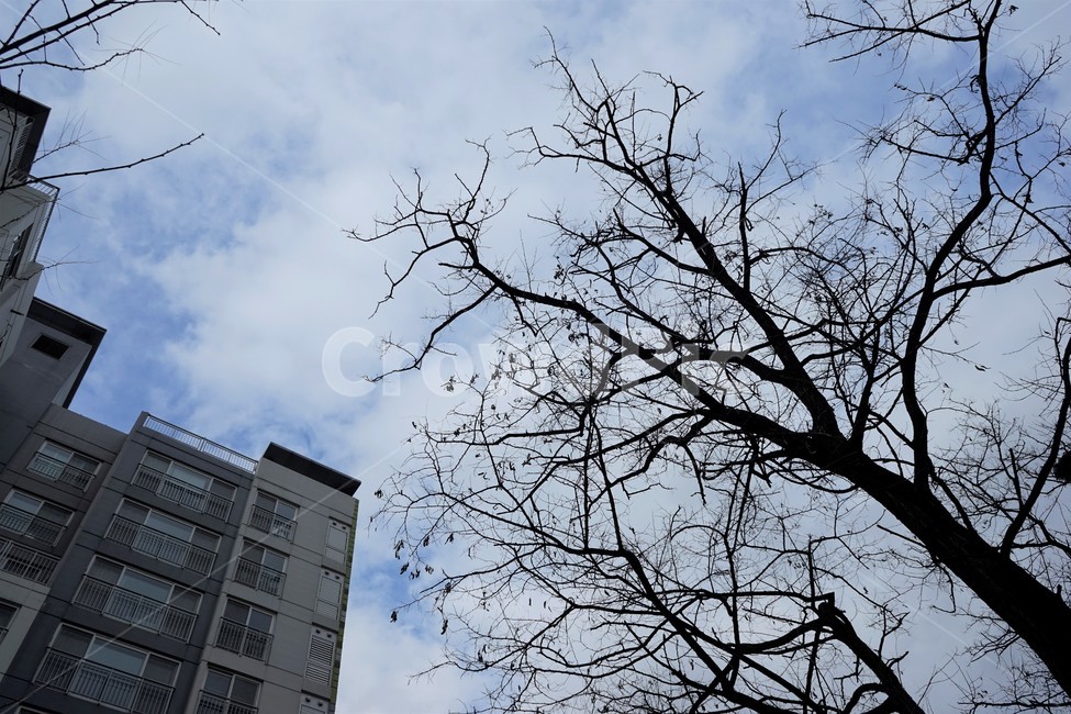 겨울,하늘,구름,바람,아파트,나무,실루엣,자연,plant,tree,sky,cloud,apartment,blue,branch,도시,풍경,city,landscape,한국도시풍경,한국도시경관,korea cityscape,building,건물,시티,town,urban,어반,high rise,고층 건물,식물