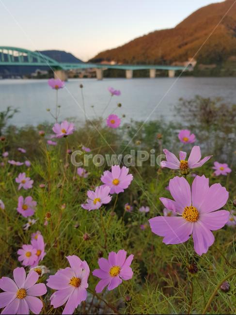 배경화면,꽃,풍경,강변,가평,시골,다리,강가