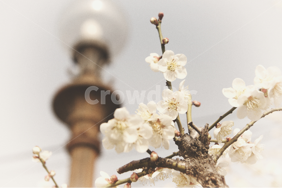 매화,꽃,봄,감성,필름,봄,계절,spring,season,식물,자연,plants,nature,꽃,flower,감성,sensible,feeling,plant,blossom