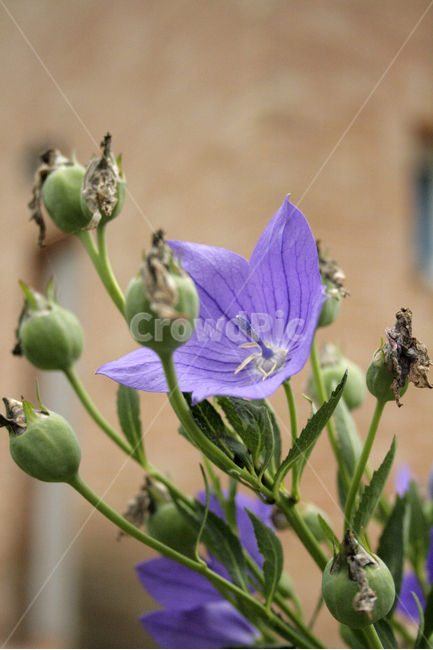 도라지꽃,식물,flower,plants,nature,꽃,꽃봉오리,식물,자연,plants,nature,꽃,flower