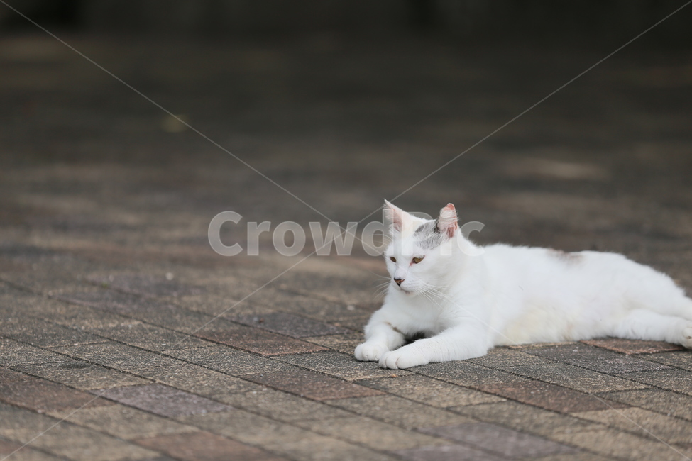 고양이,길고양이,휴식,배경,여유