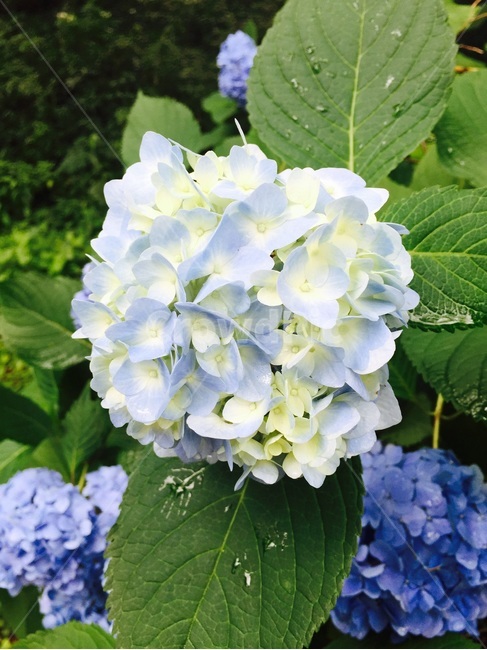 일본,수국,시골,アジサイ,紫陽花,파란수국,하늘색수국,봄,계절,spring,season,식물,자연,plants,nature,꽃,flower,geranium,제라늄,blossom,plant