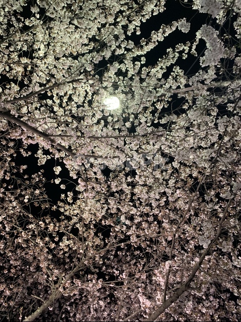 plant,식물,벚꽃,밤하늘,봄,식물,자연,plants,nature,꽃,flower