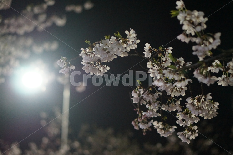 벗꽃,야경,밤,흰색,가로등,거리,봄,계절,spring,season,야경,밤,풍경,nightscape,night,landscape,식물,자연,plants,nature,꽃,flower,plant,blossom
