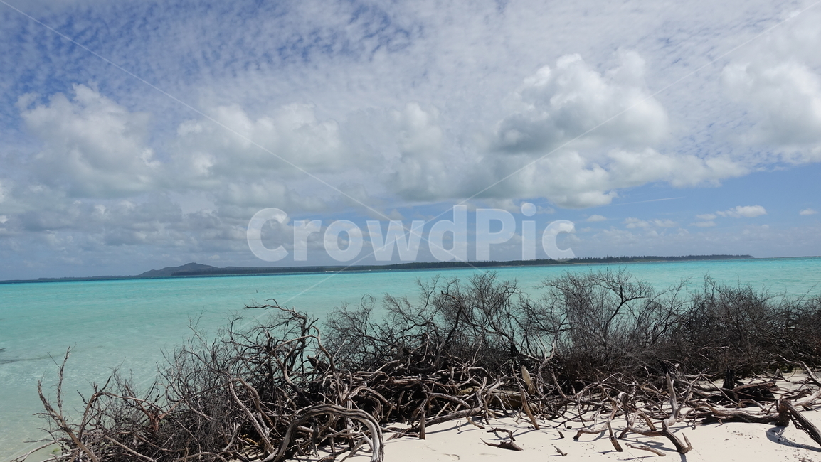 바다,sea,sand,beach,ocean,nature,자연,모래,해변,turquoiseblue,blue,고목,tree,나무,수풀,summer,여름,휴가,vacation,휴양지,일데팡,노깡위,Nokanhui,뉴칼레도니아,일데빵,신혼여행