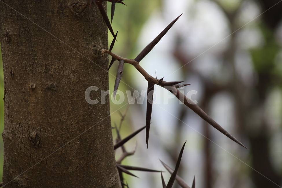 주엽나무,가시,콩과,japanesehoneylocust,gleditsiajaponica