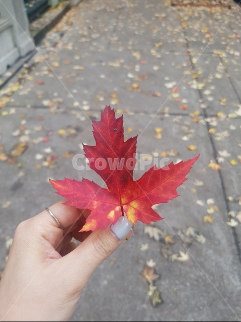 leaf,잎,plant,식물,단풍,단풍국,단풍잎