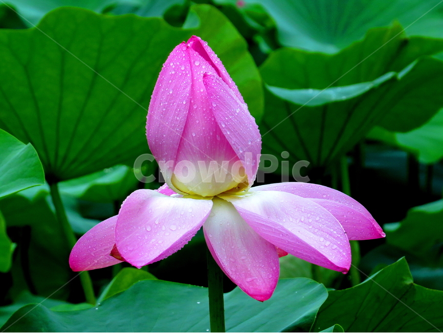 꽃,식물,연꽃,자연,lotus,식물,자연,plants,nature,꽃,flower