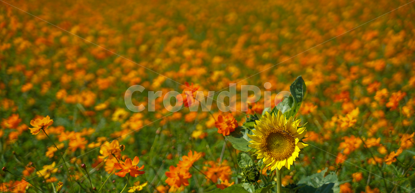 꽃,코스모스,재배,군락,식물,가을,자연,가을,계절,fall,autumn,season,식물,자연,plants,nature,꽃,flower,plant