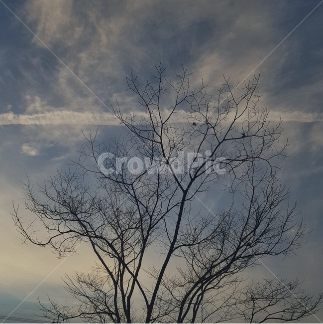 풍경,하늘,구름,나무,푸른,수평,자연,풍경,nature,landscape,outdoors,옥외,weather,날씨