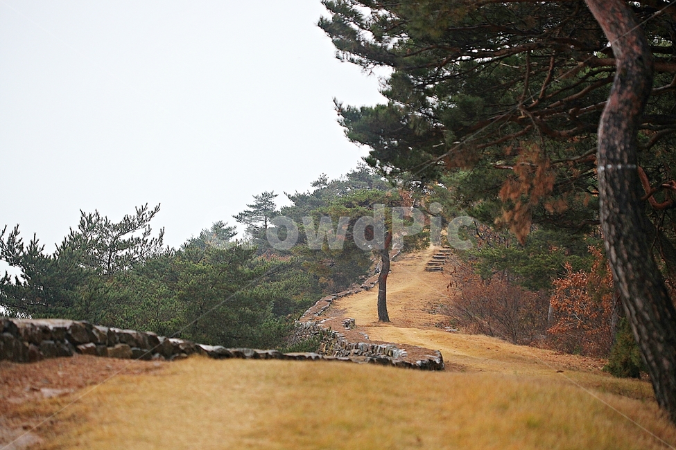 전등사,성,성곽,단풍,낙엽,산성,길,둘레길,숲,숲길,담,돌담,가을,자연,풍경,벽,방어벽,돌,나무,식물,가을,계절,fall,autumn,season,자연,풍경,nature,landscape