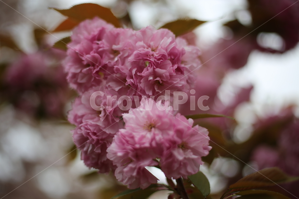 왕벚꽃,벚꽃,꽃,분홍,봄,식물,자연,plants,nature,꽃,flower