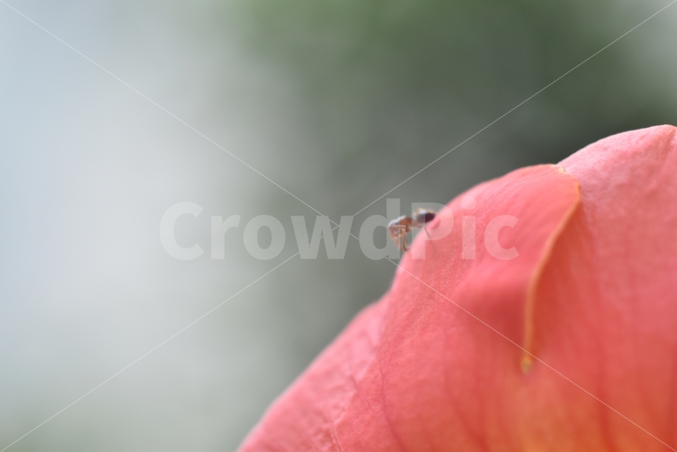 개미,꽃과개미,곤충,접사능소화,자연,식물,자연,plants,nature,꽃,flower,동물,animal,곤충,벌레,insect,bug,감성,sensible,feeling